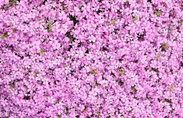 Feel Good Story: Man Plants Thousands of Flowers to Bring Joy to His Blind Wife