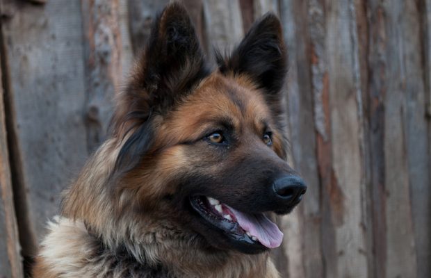 Feel Good Story: Chiefs Player Celebrates Super Bowl by Helping Dogs Find Homes