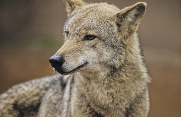 Darwin Olympics: Coyote Assists in Arrest for Wanted Man