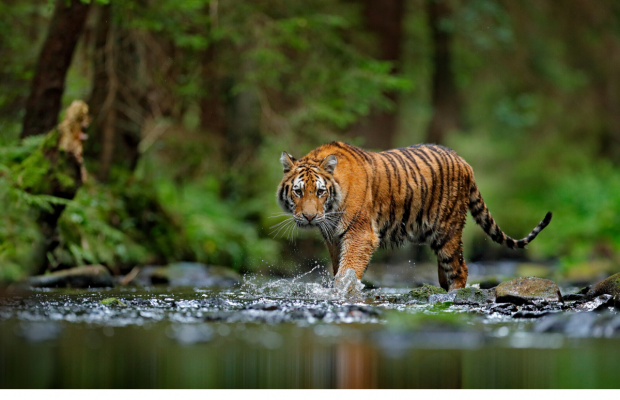 Tiger King popularity prompts Florida authorities to ask for leads