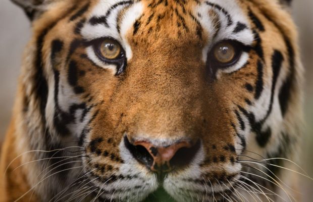 A Virginia based brewery launched a “Tiger King” themed beer