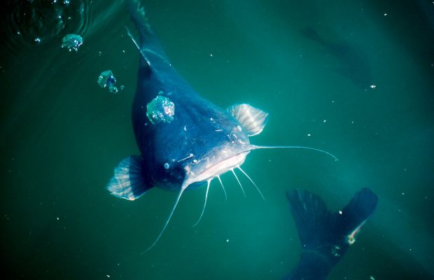 I Gotta Get Me Some Of That Bait, DANG! I Gotta Get Me Some Of That Bait, DANG!