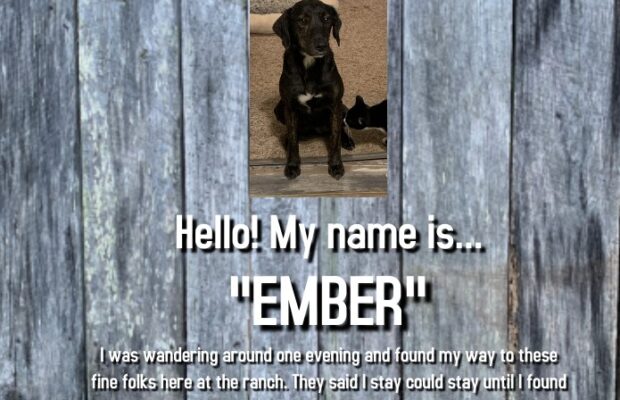 Heart in Hand/Critters Hollow Concert Fundraiser Heart in Hand/Critters Hollow Concert Fundraiser