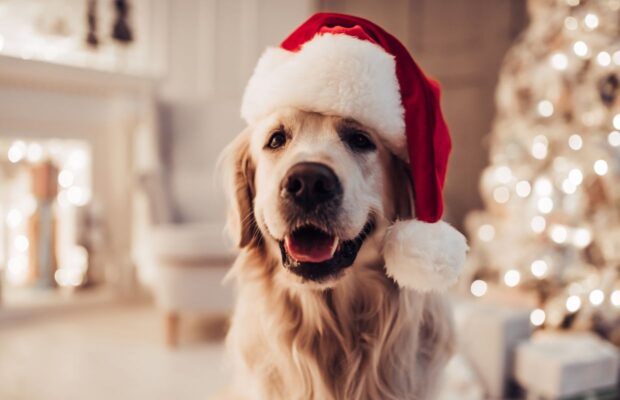 Yup, a Christmas song just for dogs! Yup, a Christmas song just for dogs!