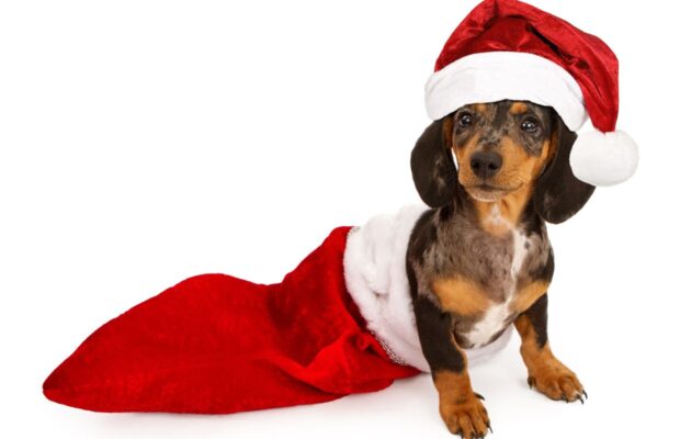 Postal Carrier makes over 250 stockings for the dogs on his route Postal Carrier makes over 250 stockings for the dogs on his route