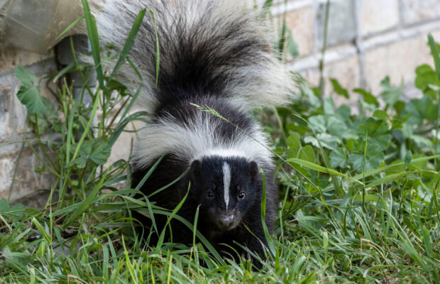 “That” Smell “That” Smell