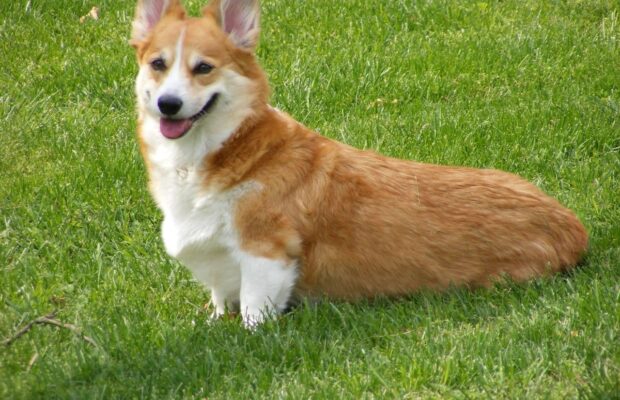Our Corgi Cati Our Corgi Cati