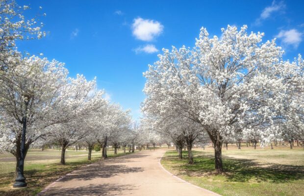 Bradford Pear Trees = EVIL! Bradford Pear Trees = EVIL!