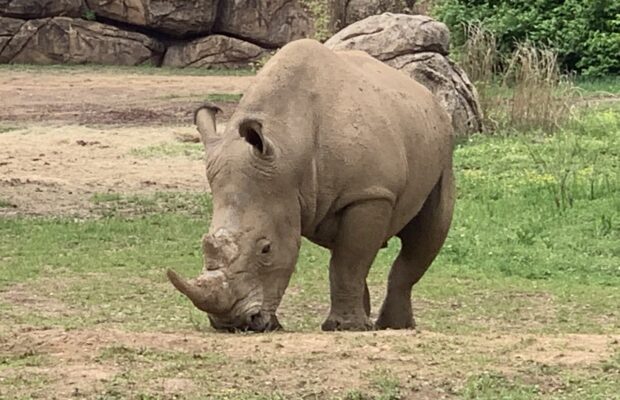 Brad Paisley Helping The Critters Brad Paisley Helping The Critters