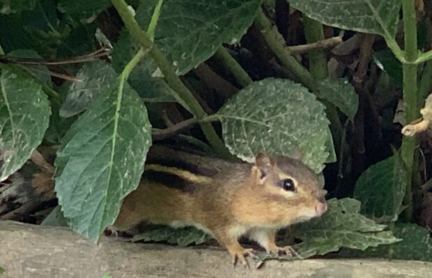 This Little Guy