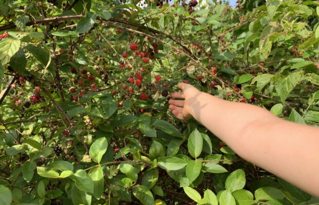 It’s Blackberry Pickin’ Time