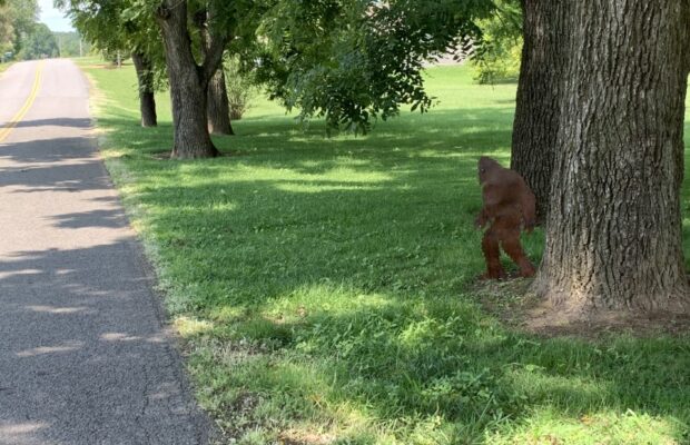 Bigfoot Found