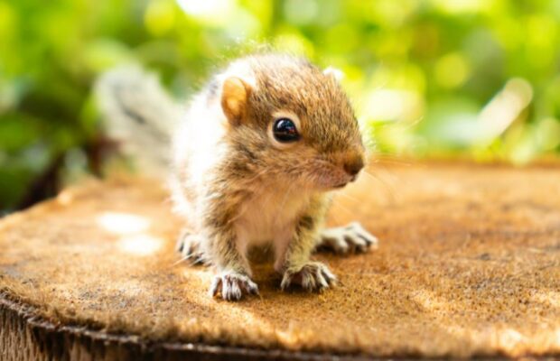 Nothing cuter than a dude that saves a baby squirrel Nothing cuter than a dude that saves a baby squirrel