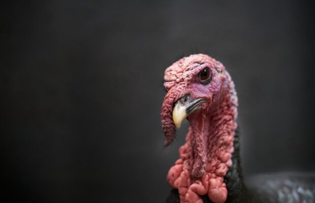 It’s The Great Turkey Shortage Charlie Brown