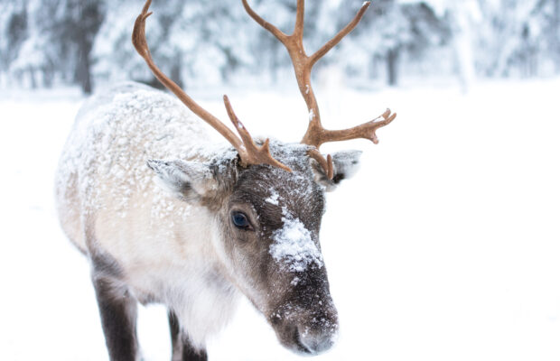 Deer keep getting into fights with Rudolph lawn ornament