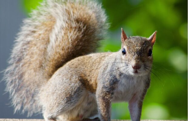 The new trendy restaurant food is…. The new trendy restaurant food is….