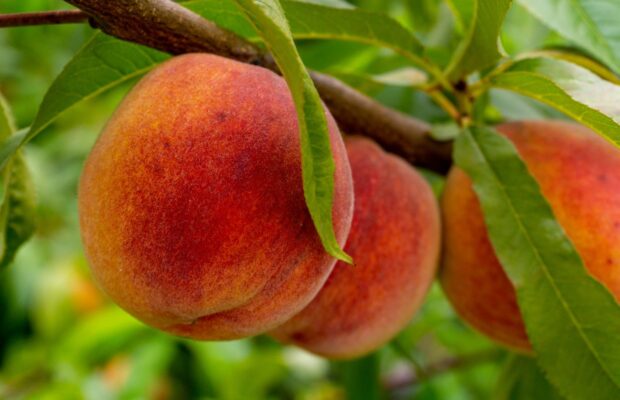 Mixing with Mandi…Yummy Healthy Sweet Dish Mixing with Mandi…Yummy Healthy Sweet Dish