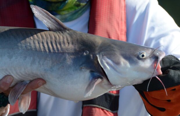 Did You See The Blue Catfish That Was Caught In Dover?