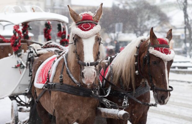 Ride In Horse Drawn Carriage In Springfield This Christmas