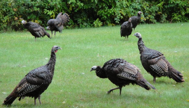 A terrorizing turkey