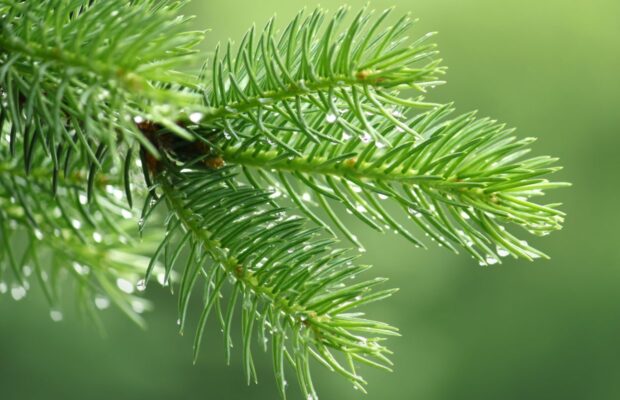 Can You EAT Your Christmas Tree?