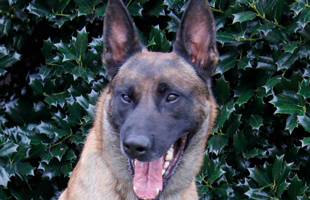 After 5 Years Of Service, Vader Retires From Clarksville Police Department