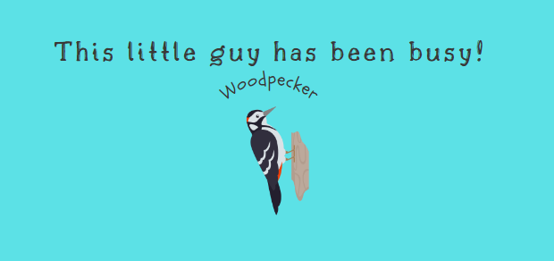 A woodpecker does some real damage! YIKES!