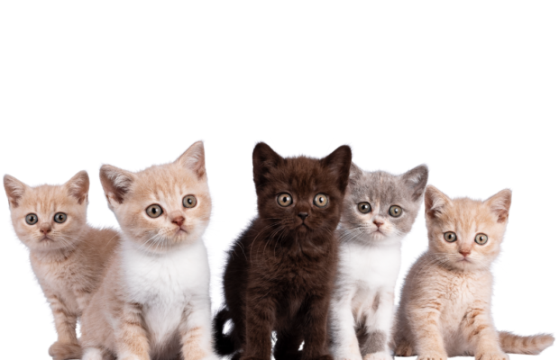 Being a cat person could help your love life!