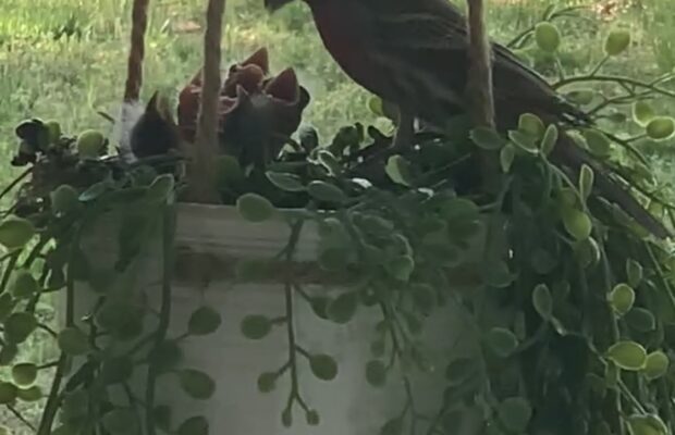 Spring Brings Baby Birds to Clarksville Spring Brings Baby Birds to Clarksville