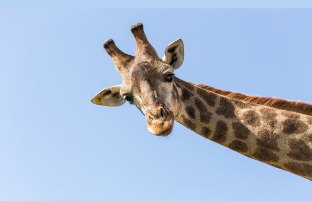 The only spotless giraffe in the world born in Tennessee