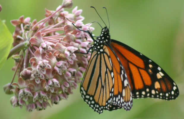 Tennessee Department of Transportation launches Project Milkweed