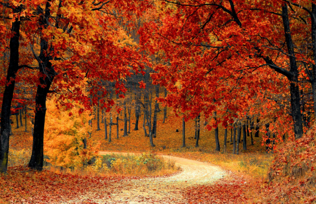 Best time to leaf peek in East Tennessee Best time to leaf peek in East Tennessee