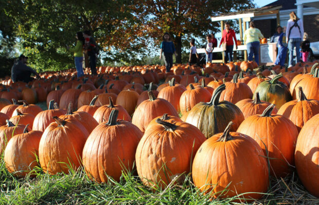 Pumpkin Patches in Clarksville, Hopkinsville and in between and beyond!