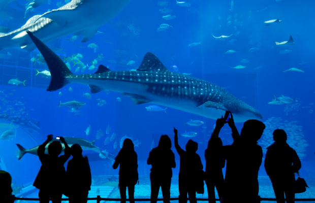 Tennessee Aquarium holds Oddtober the whole month of October!