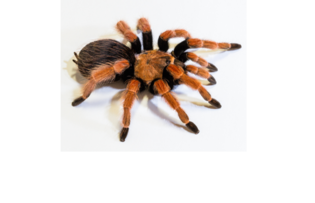 Tarantula causes a car accident