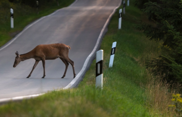 What to do if you hit a deer