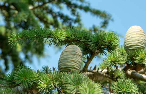 Cedar Christmas trees at Land Between the Lakes