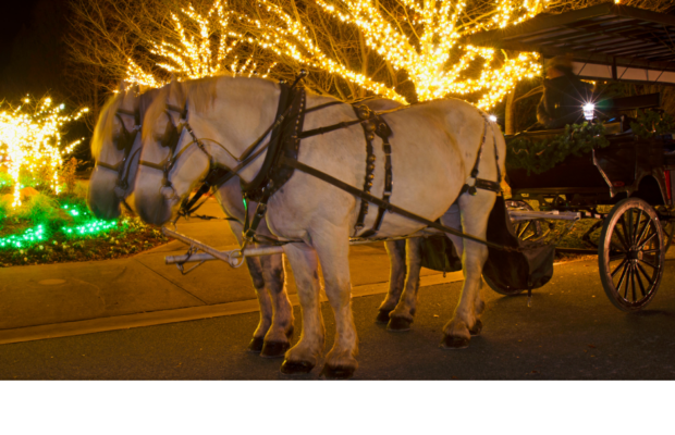 Free Carraige Rides-Downtown Springfield