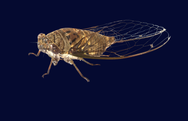 Brood XIX: 13-year cicadas are coming to Middle TN this summer Brood XIX: 13-year cicadas are coming to Middle TN this summer