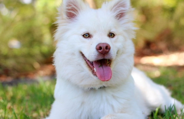 Does your pet have separation anxiety?