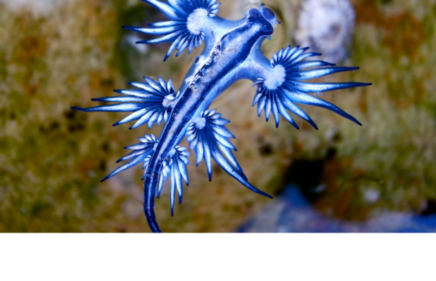 Do Not To Touch the Beautiful Blue Dragon Sea Slugs