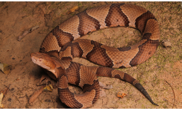 We are well into Copperhead season! BE CAREFUL!