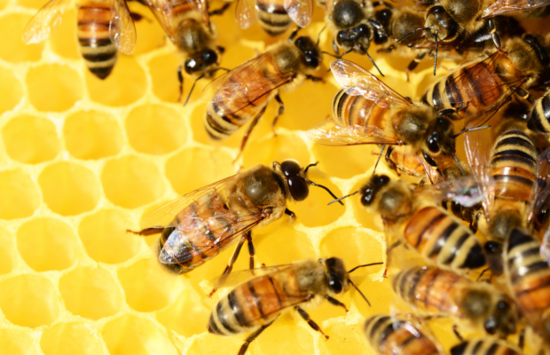 Save the bees, don’t steal the bees! It could mean jail time now!