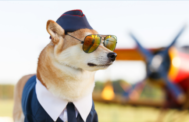 Bark Air! An airline dedicated to your dog!