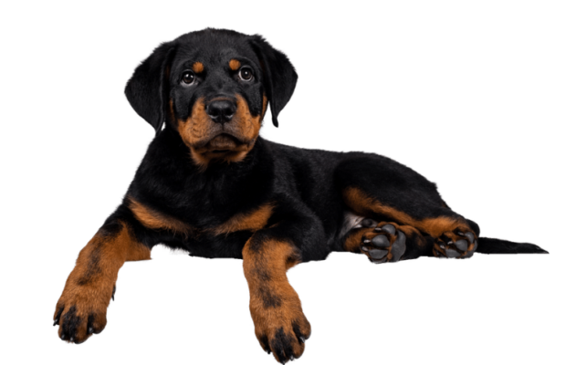 Household items that are toxic to your pet
