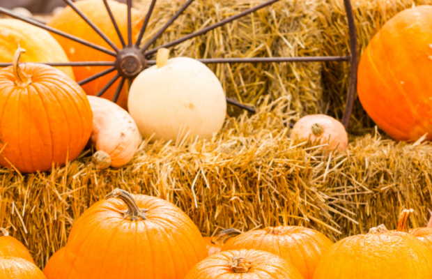 Pumpkin Patches and Fall Activities in Clarksville, Hopkinsville & Beyond