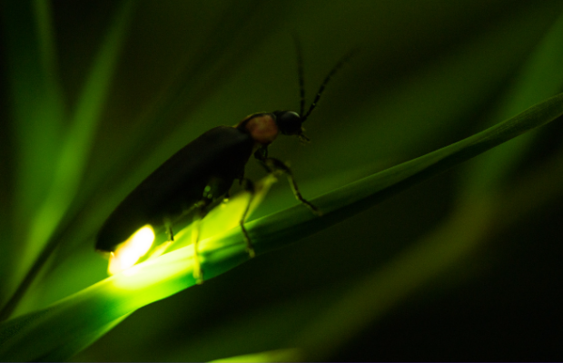Could lightning bugs be disappearing?